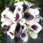 A stunning bouquet of  Calla Lilies  (  ivory, blush, purple & cream, dark purple )  and Misty blue. 