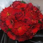 Freedon Roses, Red Mini Gerbera Daisies Red Dahlias.