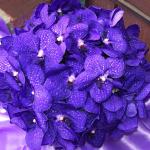 A striking bouquet of all Purple
Vanda Orchids. 